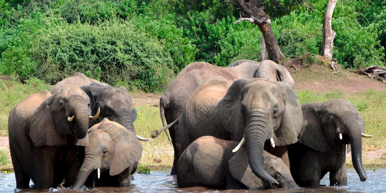 'Wir akzeptieren kein Nein': Botswana will 20.000 Elefanten nach Deutschland schicken