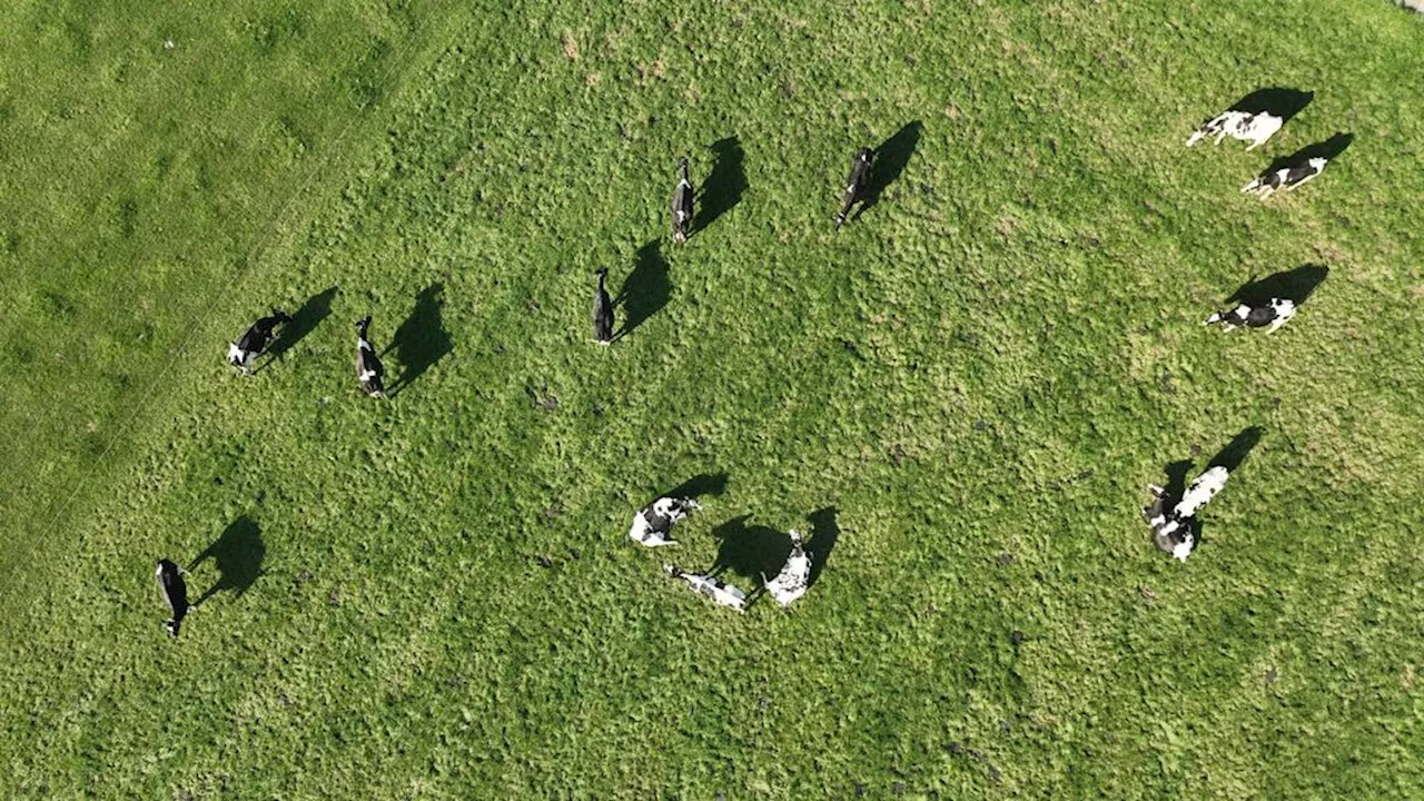 Demissionair landbouwminister werkt aan nieuwe regeling voor boeren die willen stoppen