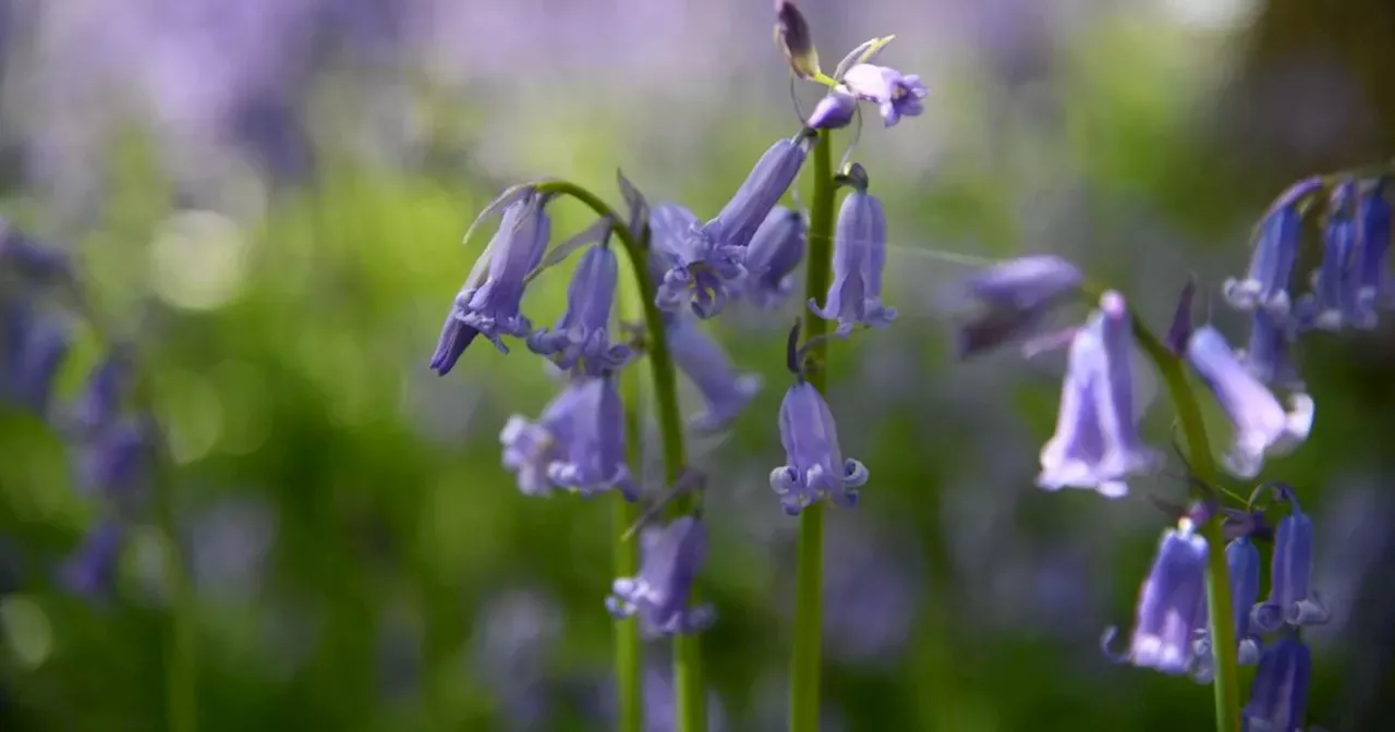 Enjoy Bluebell Walks in the East Midlands without Disturbing the Flowers