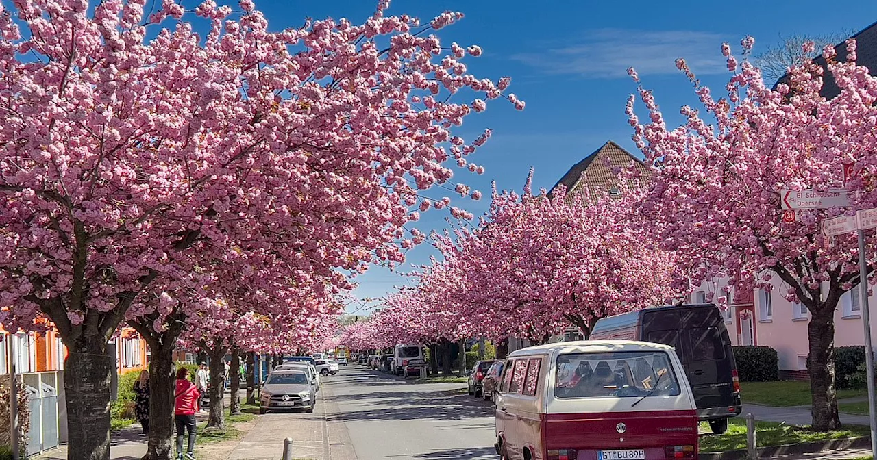 Kirschblüten in OWL: Die schönsten Orte zum Bestaunen der rosa Pracht