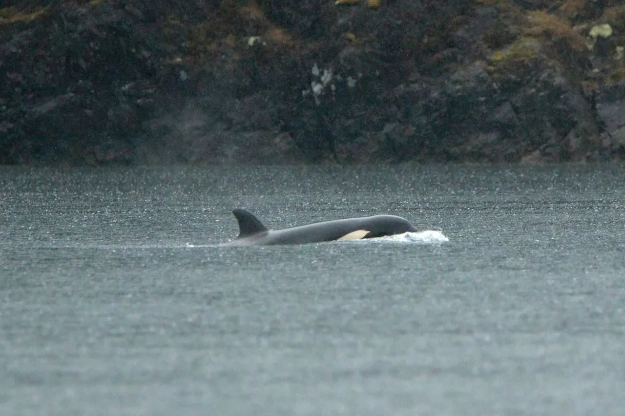 Rescuers launch feeding plan for killer whale calf stranded in remote B.C. lagoon