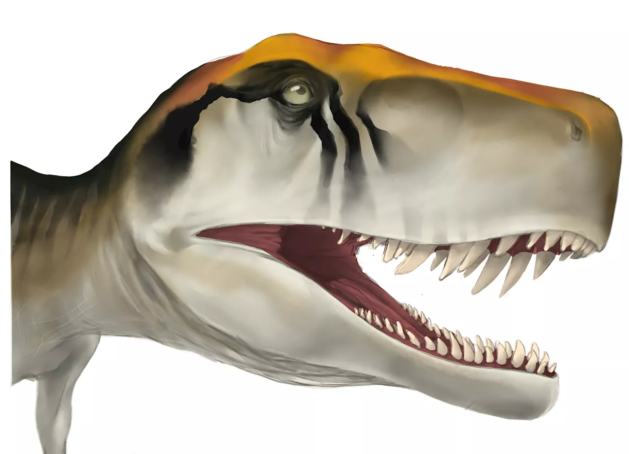 Early dinosaurs grew up fast, but fossil analysis suggests they weren't the only ones