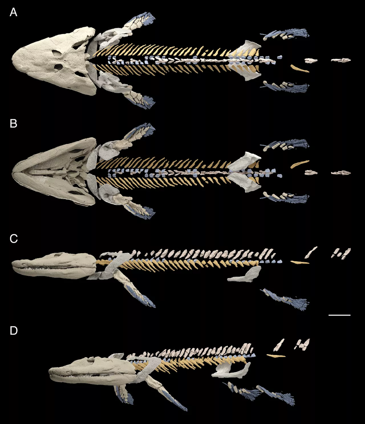 New data from fossil shows changes in axial skeleton that foreshadow the evolution of walking