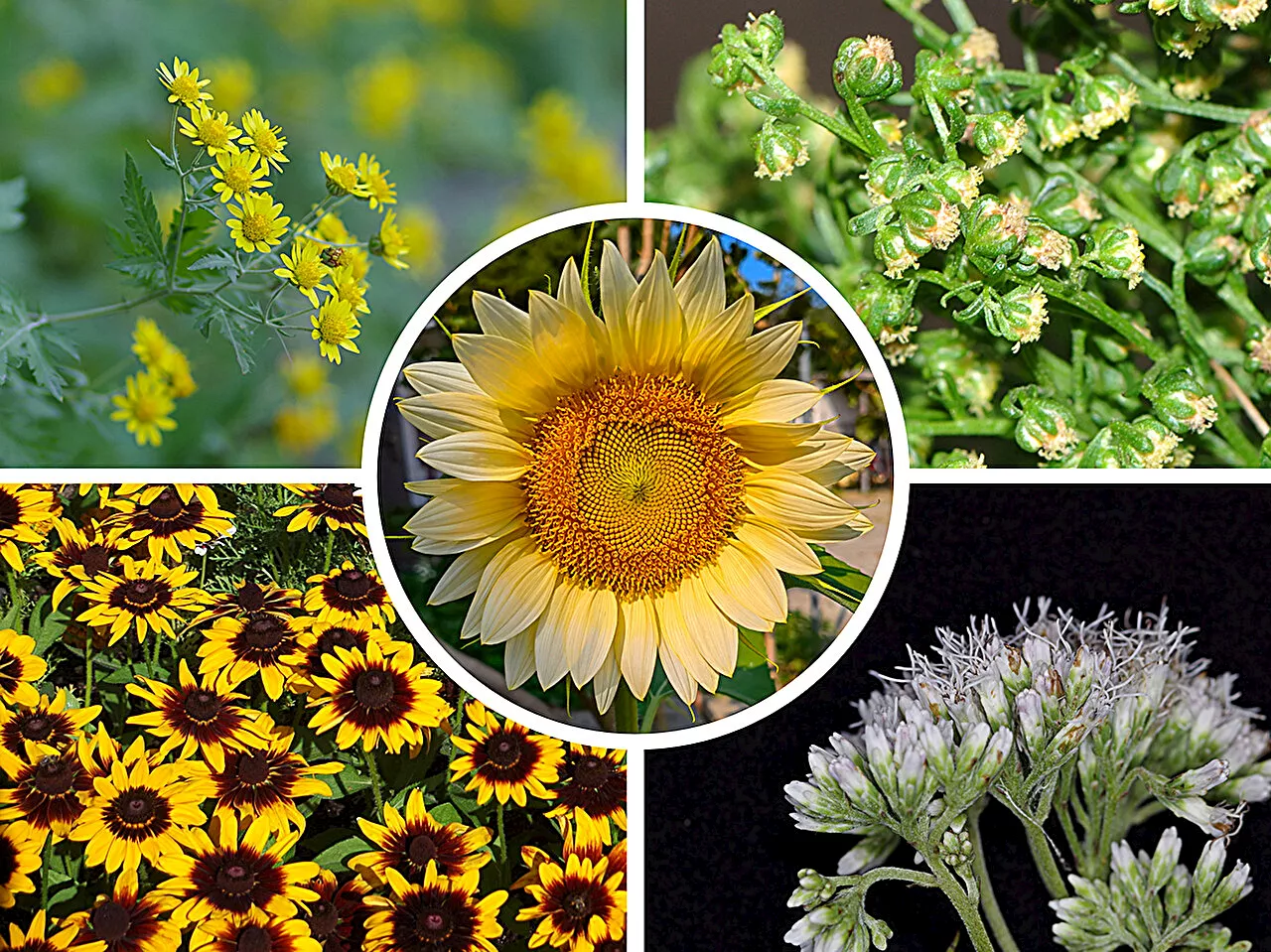 New sunflower family tree reveals multiple origins of flower symmetry