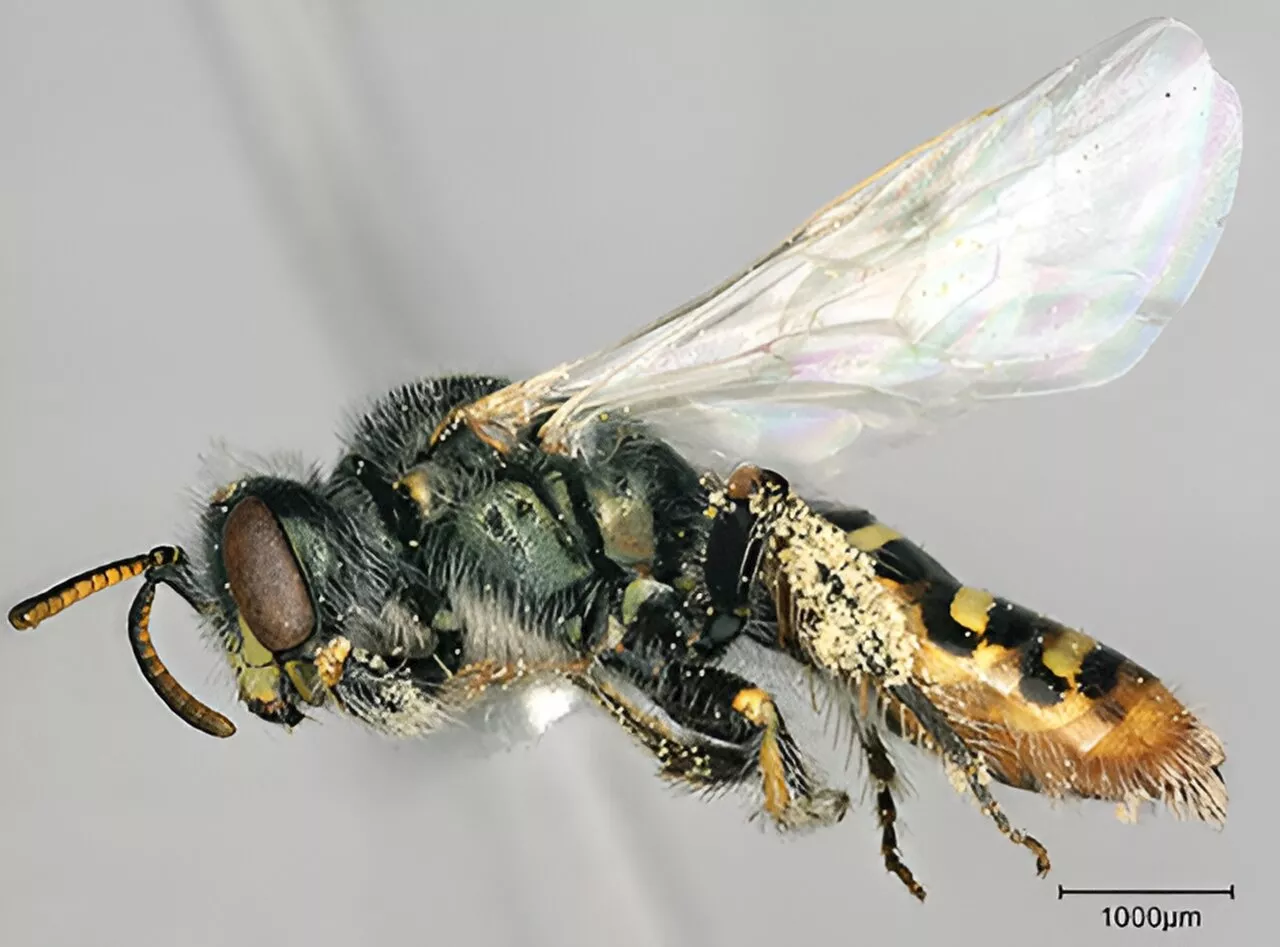 Researchers develop near-chromosome-level genome for the Mojave poppy bee