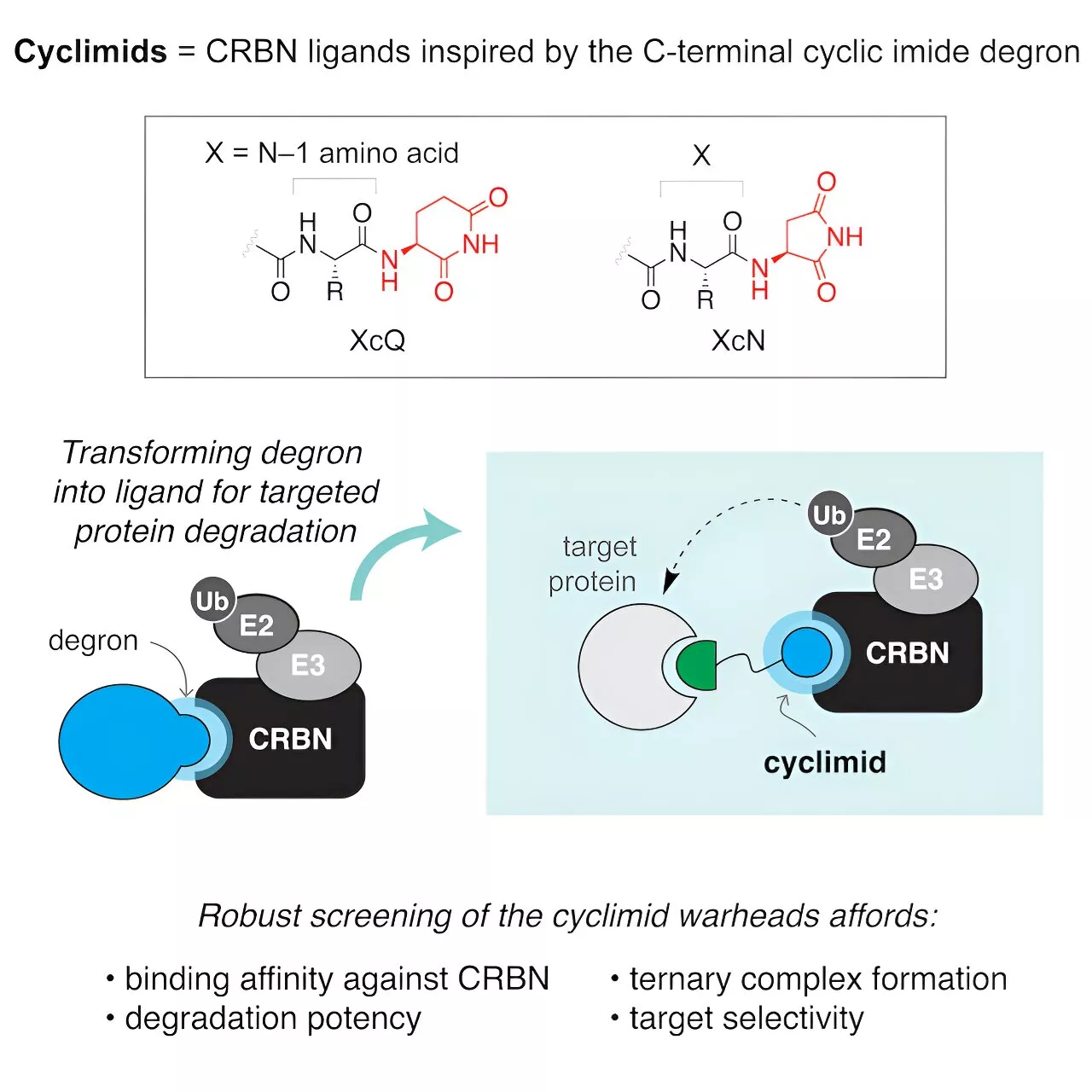 Scientists identify class of binding molecules that can be used for targeted protein degradation