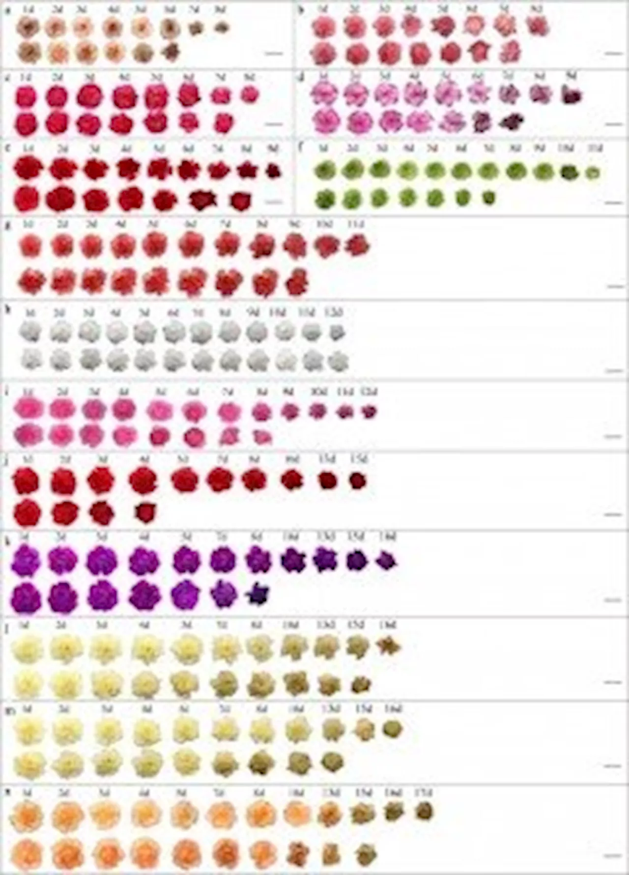 Unraveling ethylene's role in carnation postharvest life: Insights into varietal sensitivity and genetic regulation