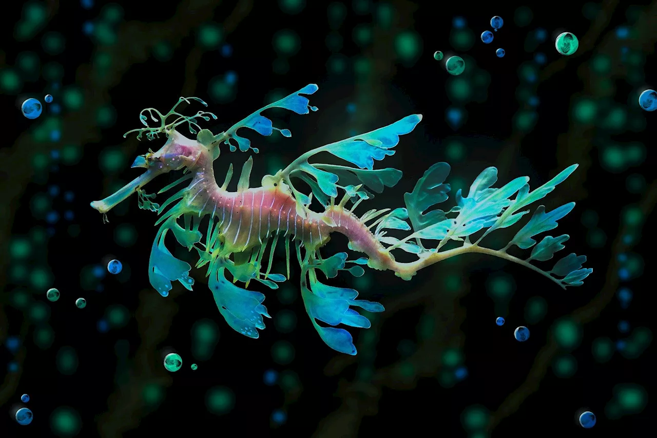 Year-old seadragons make debut at California aquarium