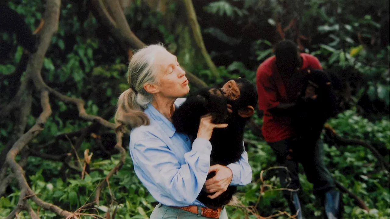 Buon 90esimo compleanno a Dame Jane Morris Goodall