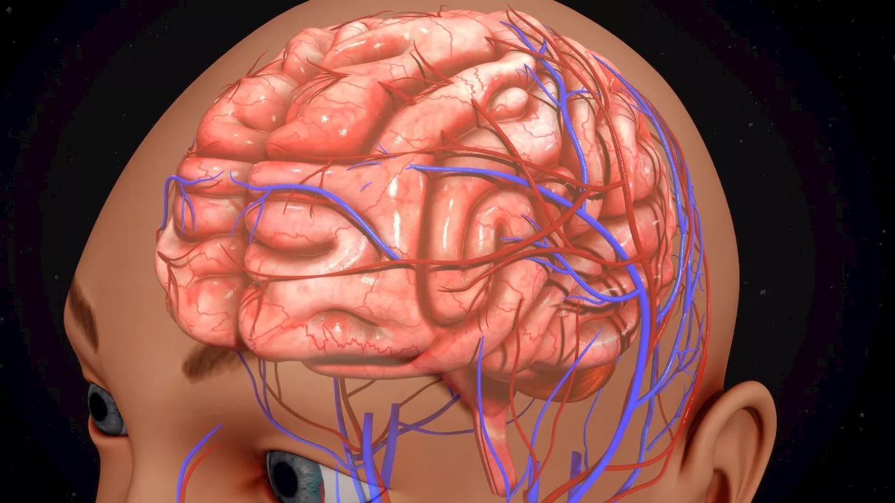 Découverte : en quoi les vaisseaux sanguins de notre cerveau sont-ils spéciaux ?