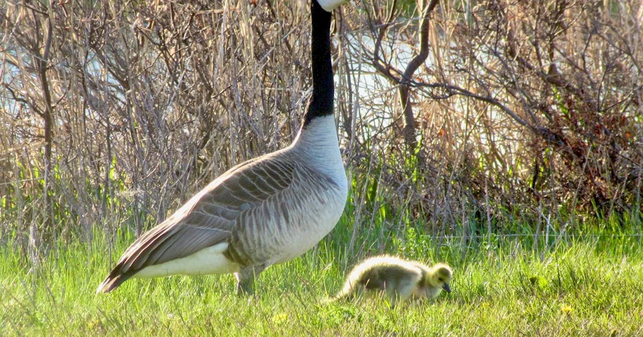 Avian Influenza Cases Expected to Rise as Migratory Birds Return to P.E.I.