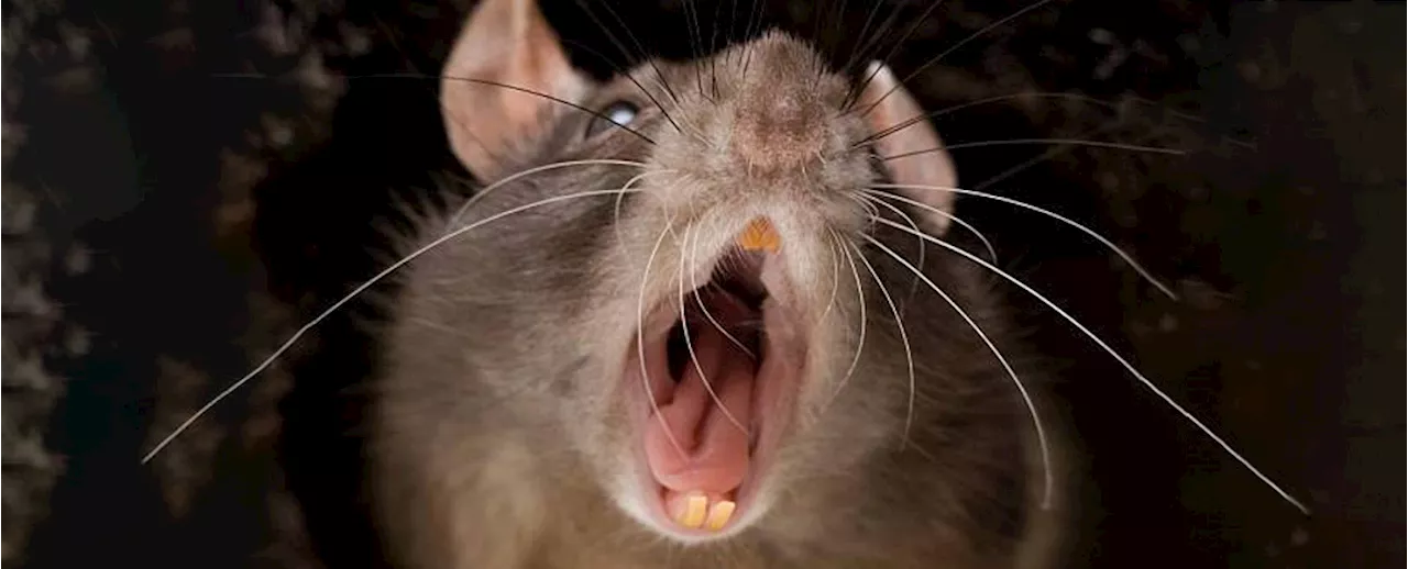 Humans Pose Greater Threat to Animals with Viral Transmission, Study Finds
