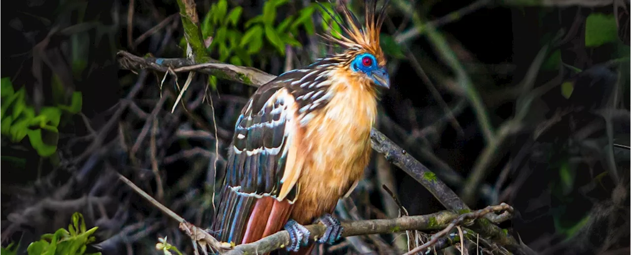 Largest Ever Bird Genome Study Unveils New 'Tree of Life', But One Species Is a Mystery