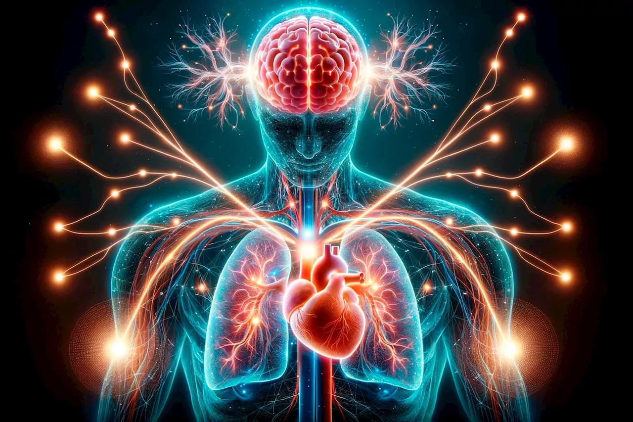 Neuroscience Breakthrough: The Silent Dance Between Brain, Heart, and Lungs Revealed