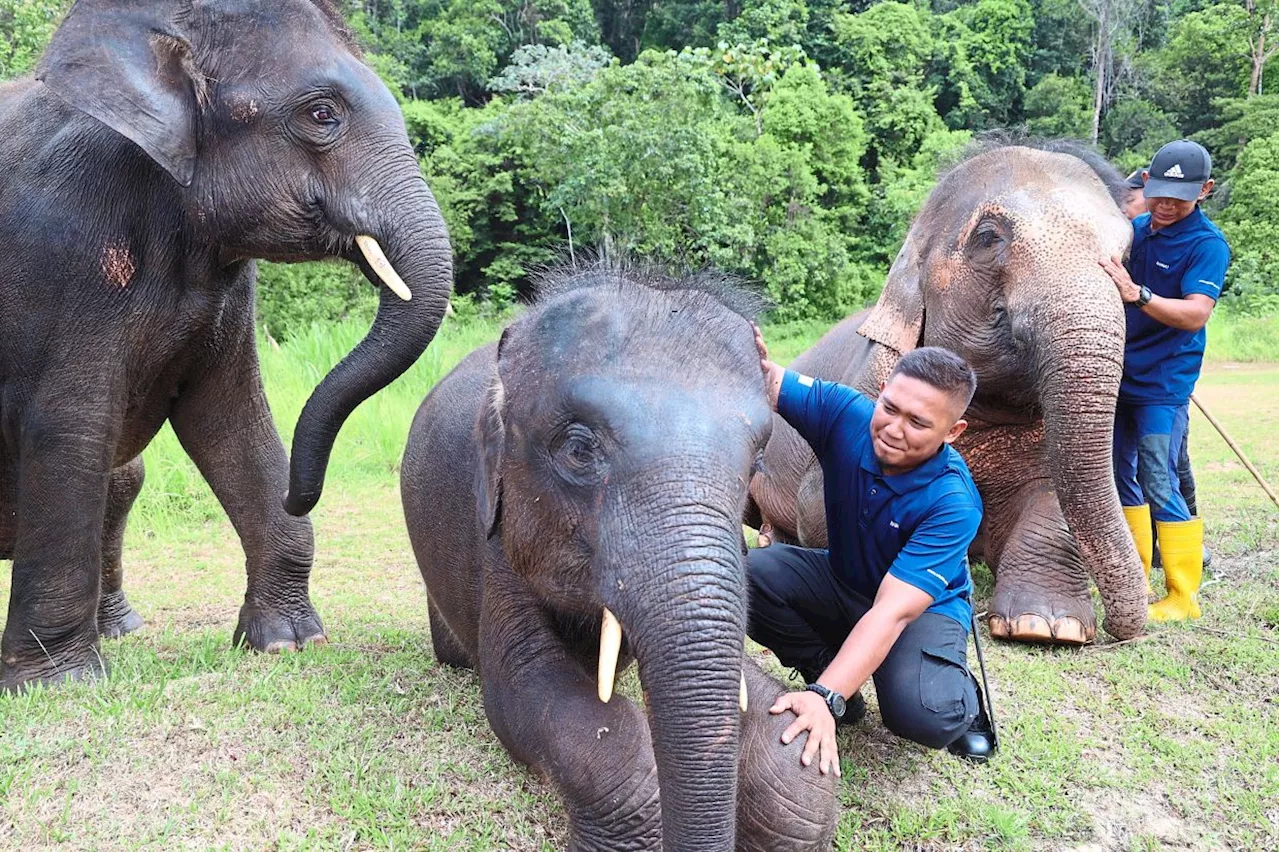 Johor Elephant Sanctuary Provides Care for Rescued Elephants