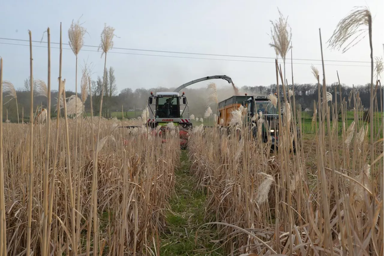 Le miscanthus, une plante aux multiples usages