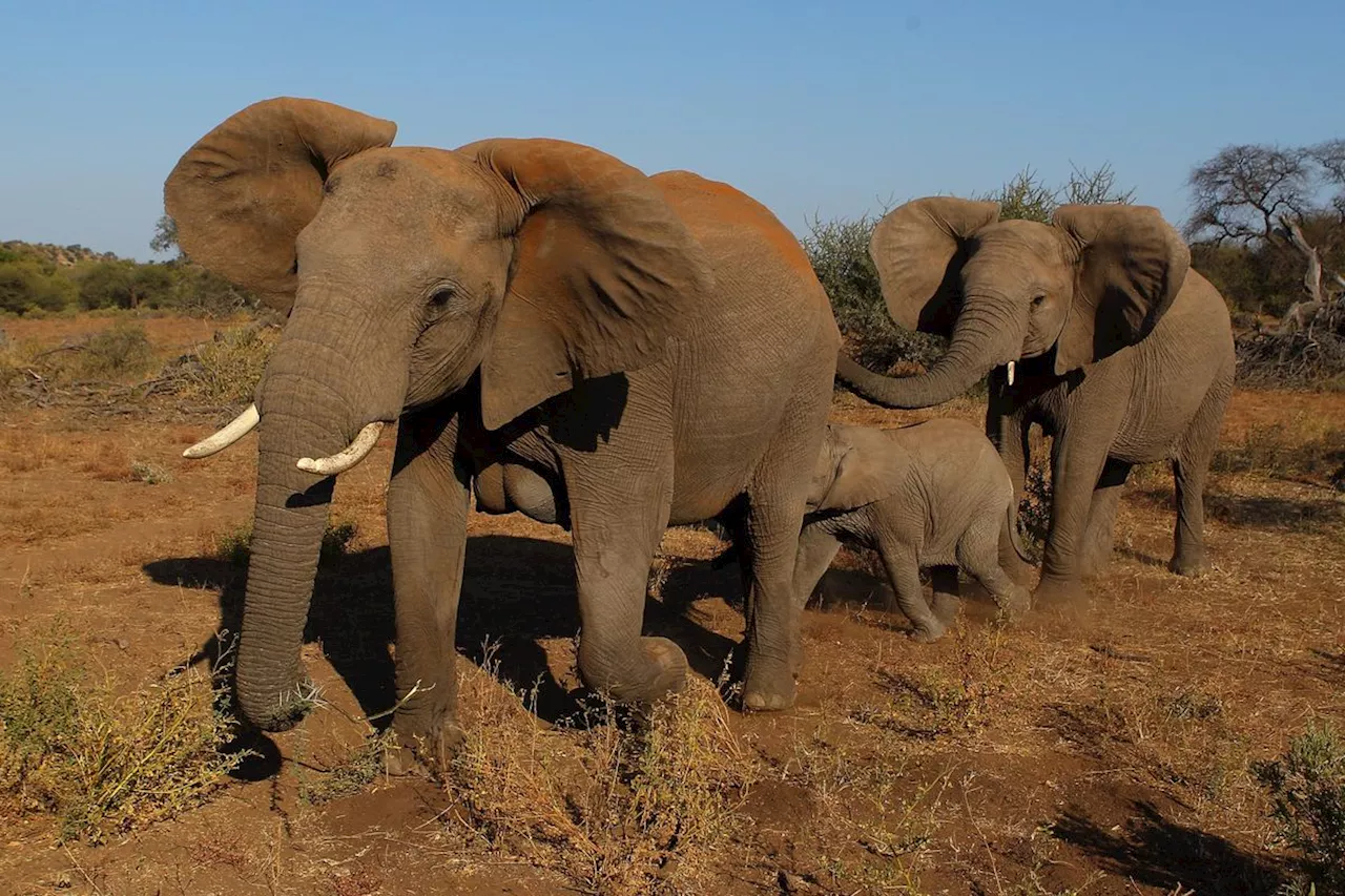 Botswana droht, 20’000 Elefanten nach Deutschland zu schicken