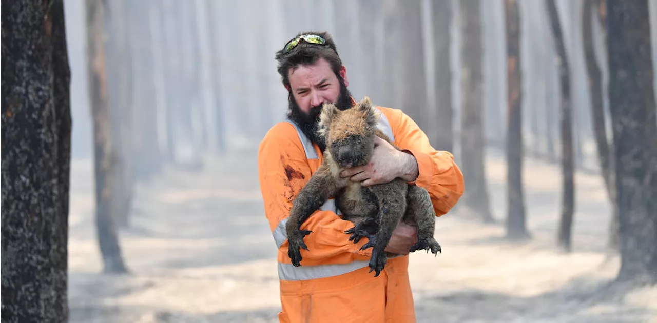 Low Wildlife Rescue and Rehabilitation Rates Found in Black Summer Bushfires