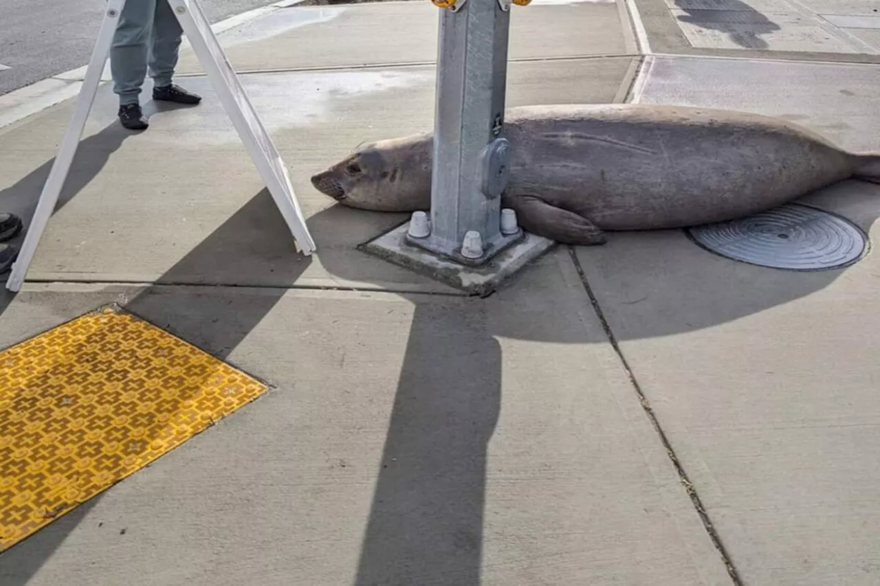 Greater Victoria welcomes juvenile elephant seal