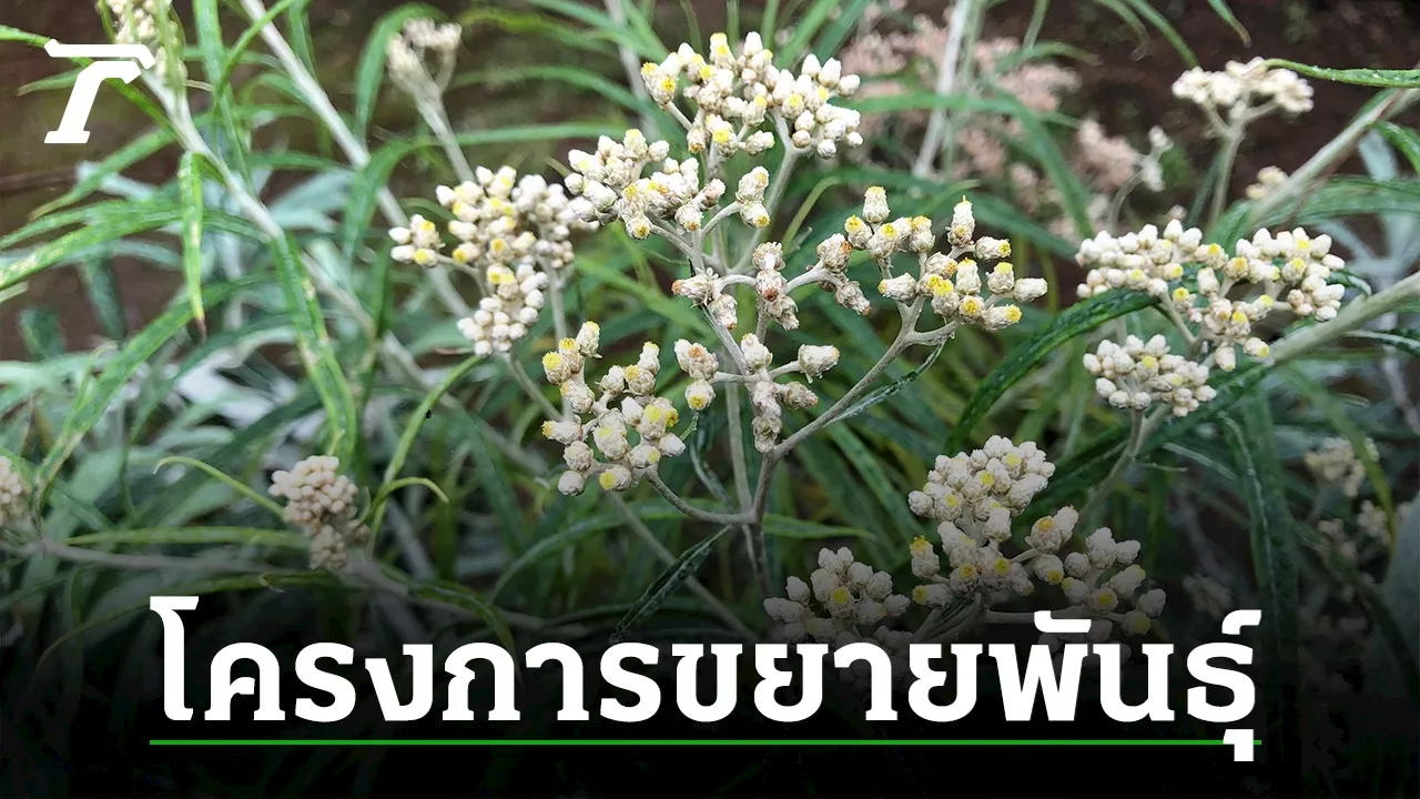 ดอกไม้จากชวา