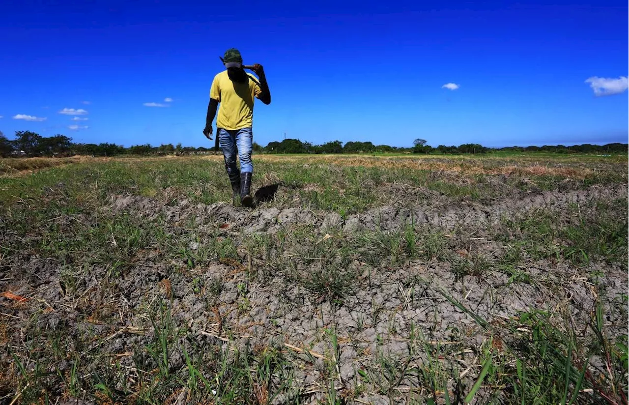 El Niño damage to agriculture surges to P1.2B — NDRRMC