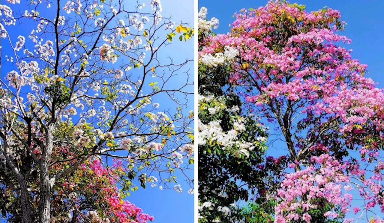 Kota Kinabalu’s Tabebuia Trees: Malaysia’s Answer To Japan’s Sakura Season