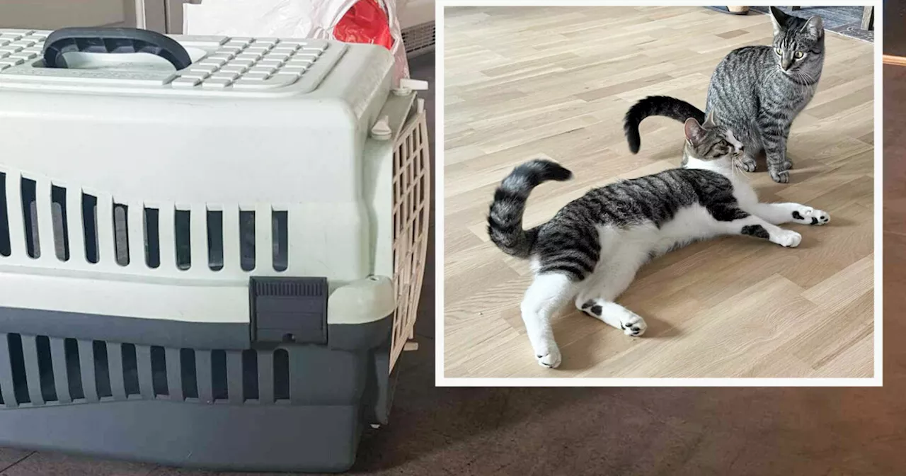 Fant kattunger innelåst og forlatt: - Hjerteskjærende