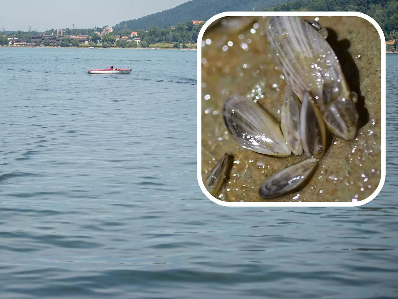 Bodensee-Wasserwerke kämpfen gegen Quaggamuschel