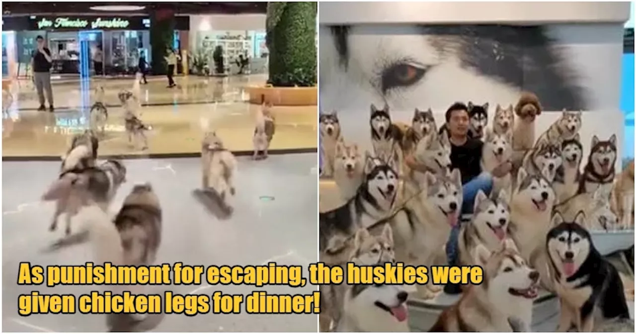  Hundreds of Huskies Escape From Cafe After Customer Accidentally Leaves Door Open