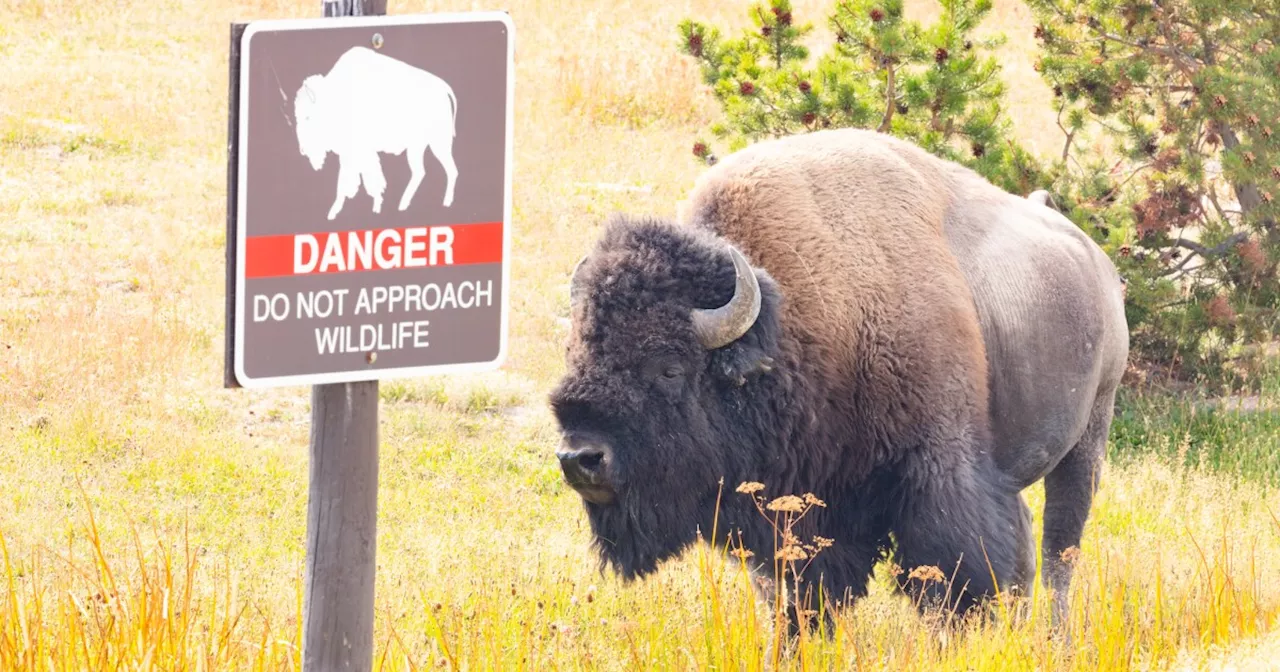 Man injured, arrested after drunk-kicking bison at Yellowstone National Park