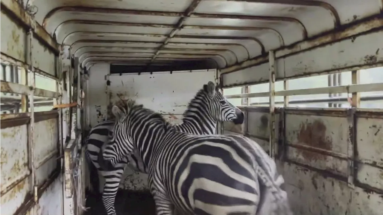 'Zebra alert': 1 zebra still on the loose after 4 escaped from trailer