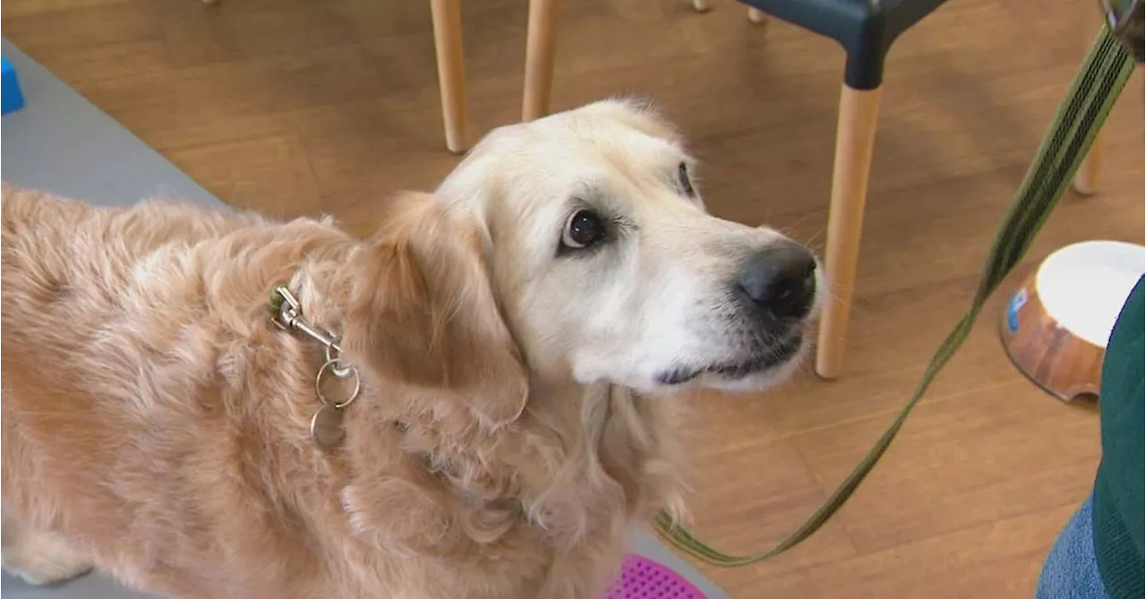 Groundbreaking Adelaide study sheds light on doggy dementia