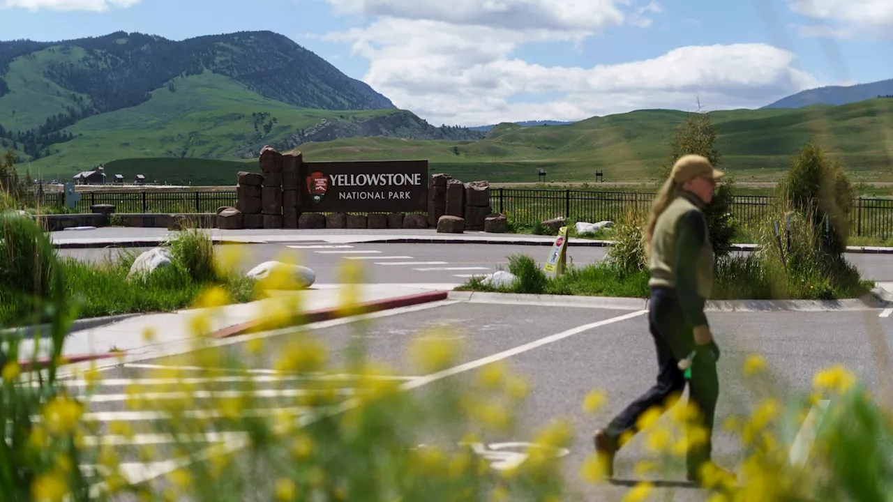 A Yellowstone trip that ended with a man being arrested for kicking a bison