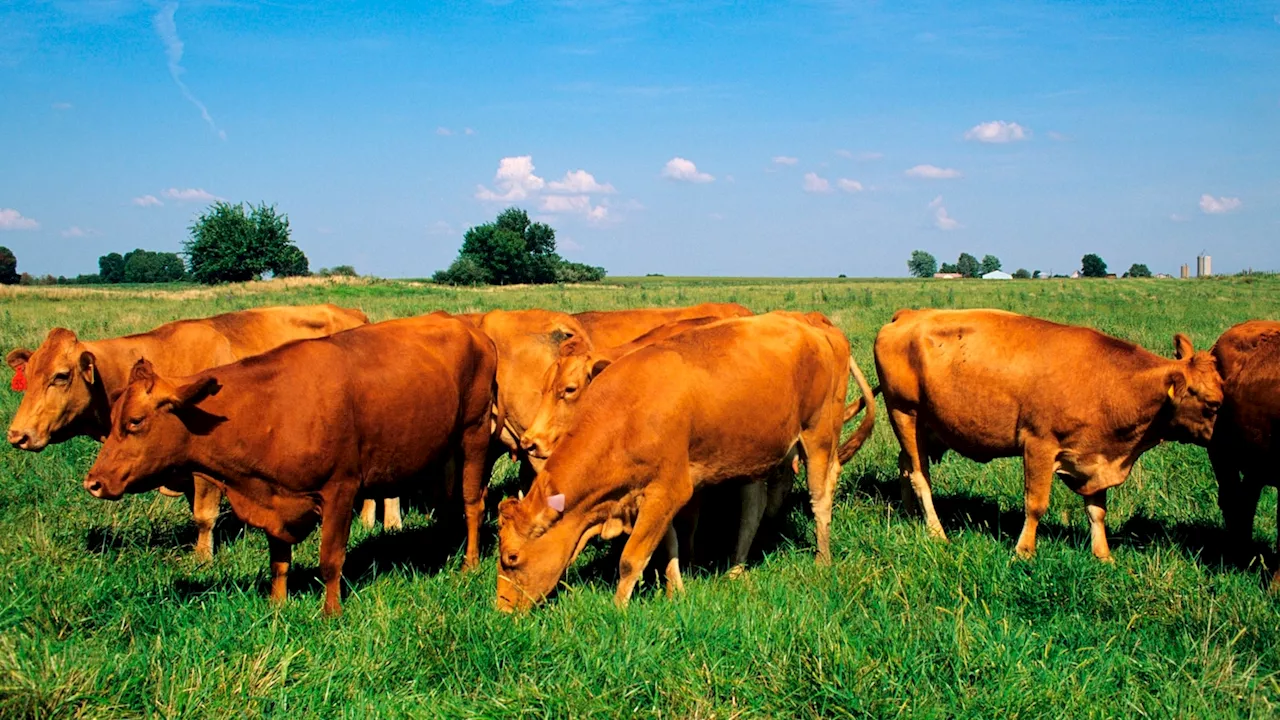 USDA conducting studies on beef due to bird flu outbreak but maintain supply is safe