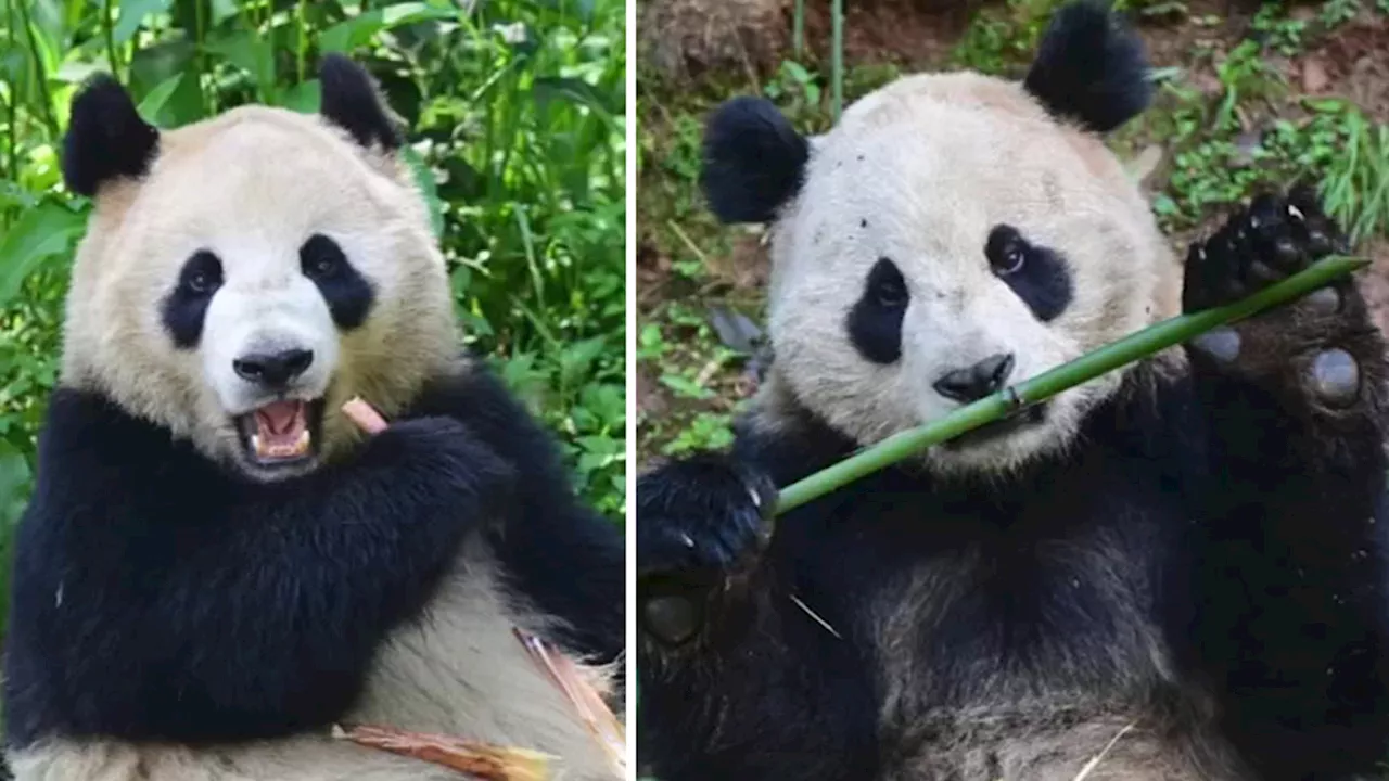 2 more giant pandas to arrive in California at San Diego Zoo: Here are their names