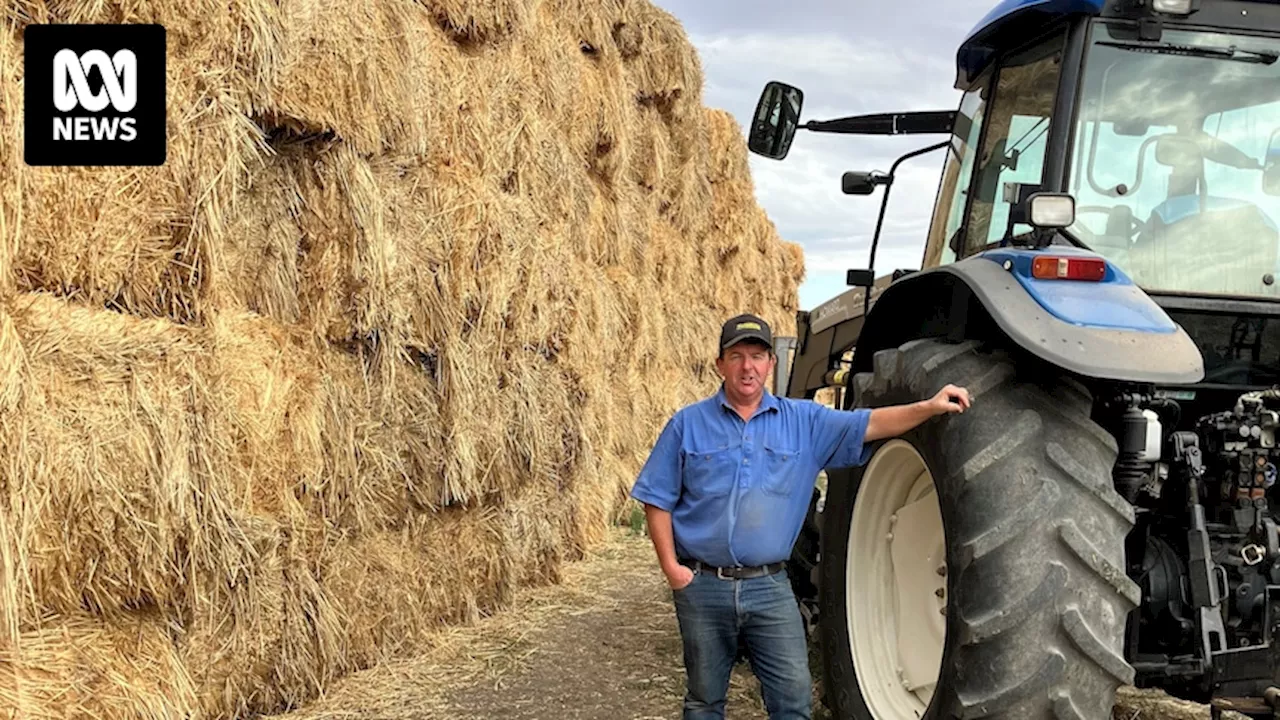 Fodder destined for drought-stricken King Island farmers held up in Victoria