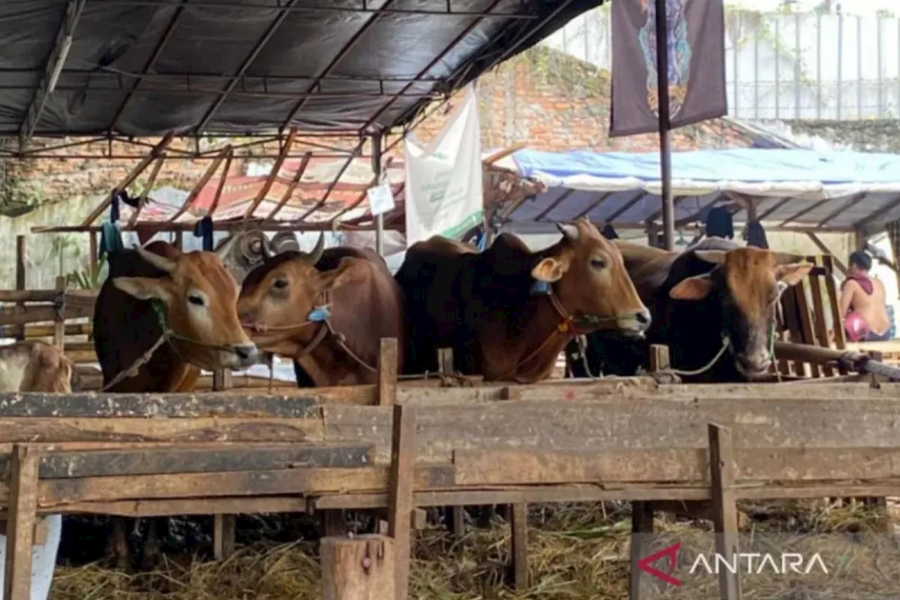 Jelang Idul Adha, diperkirakan 63 ribu hewan kurban masuk DKI Jakarta