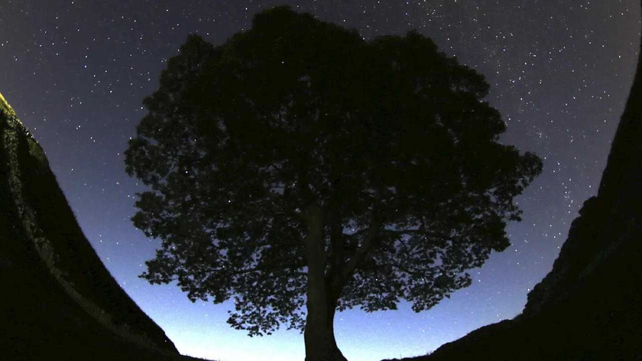 2 men are charged with cutting down famous 150-year-old tree near Hadrian's Wall in England