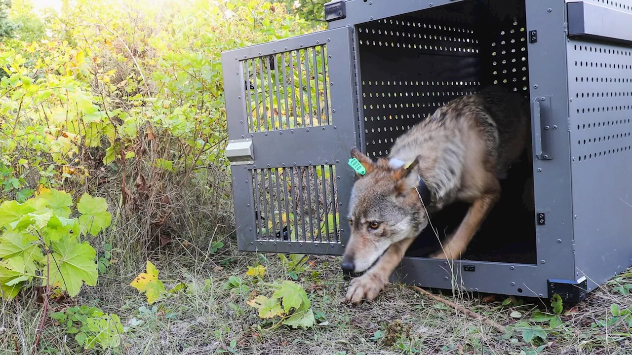 Remote Lake Superior island wolf numbers are stable but moose population declining, researchers say