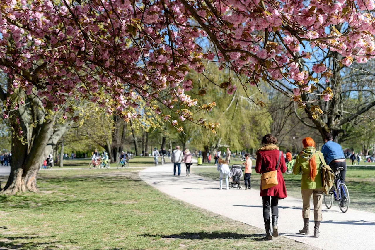 Treptower Park: Was hat es mit dem intensiven Zwiebel-Geruch auf sich?