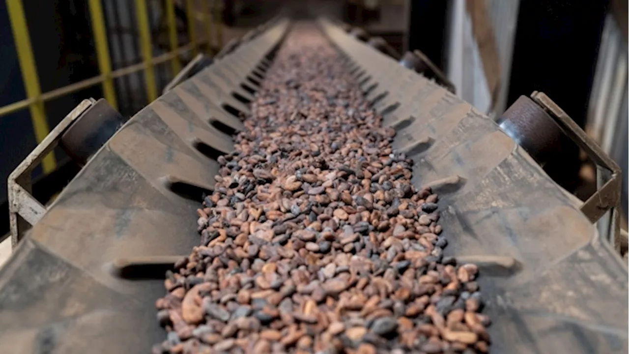 Top Cocoa Producer Ivory Coast Suspects Fraud in Fairtrade Beans