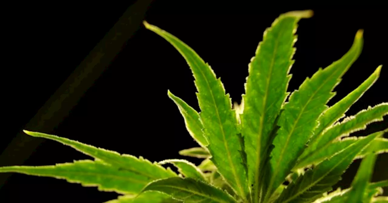 AP Source: DEA will Move to Reclassify Marijuana in Historic Shift