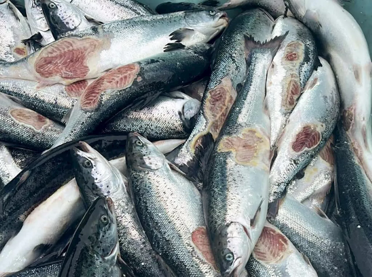 Dying salmon trouble Norway's vast fish-farm industry