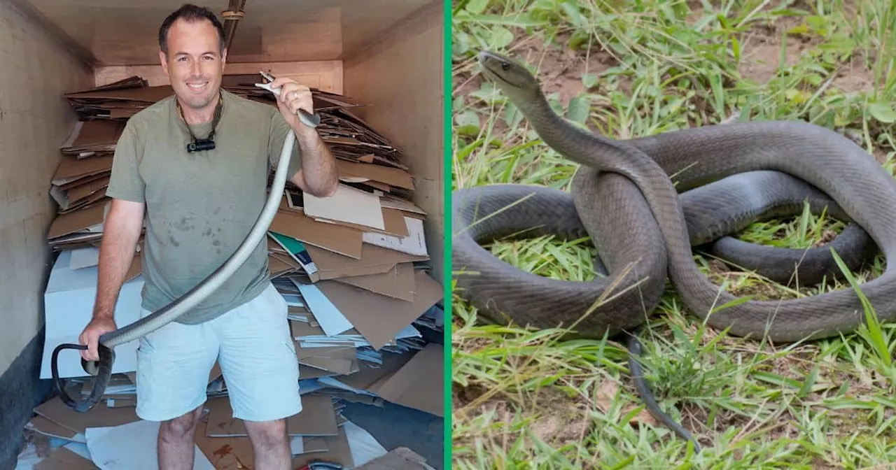 Snake Catcher Rescues 2.5m Long Black Mamba in Durban, Netizens Amazed: “Well Done”