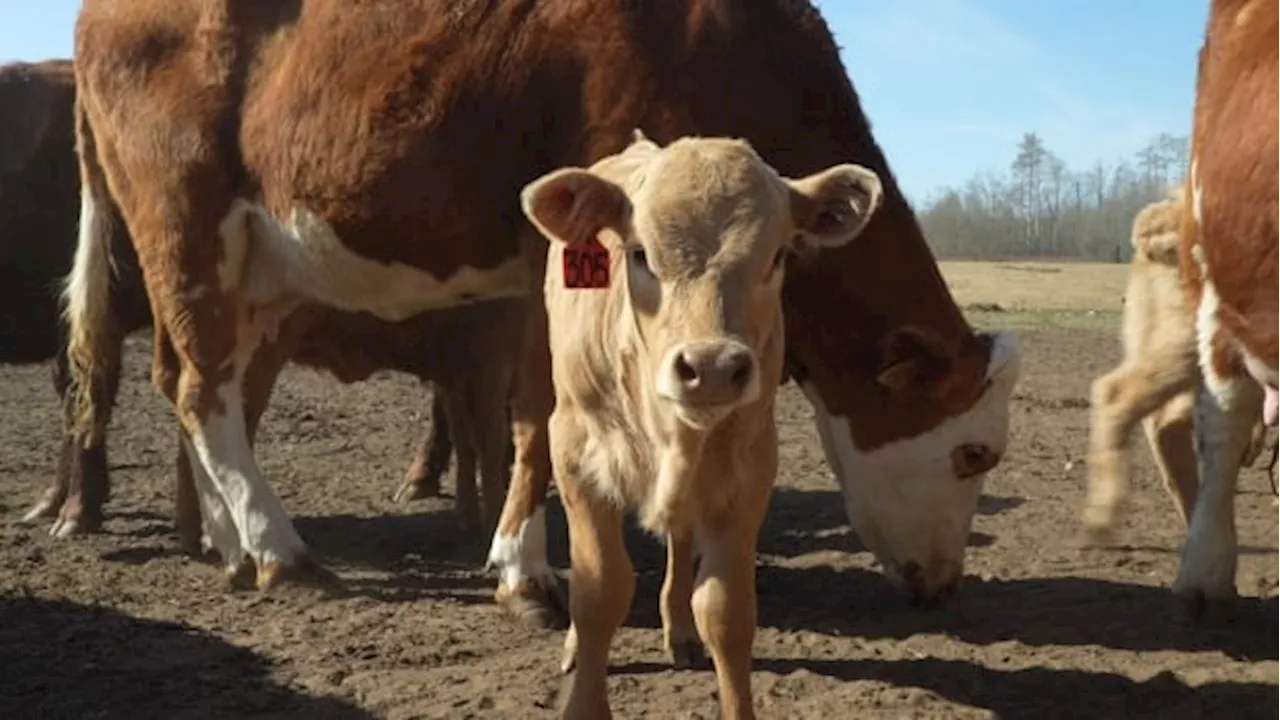 Ranchers in northern Alberta making plans to keep livestock safe through wildfire season