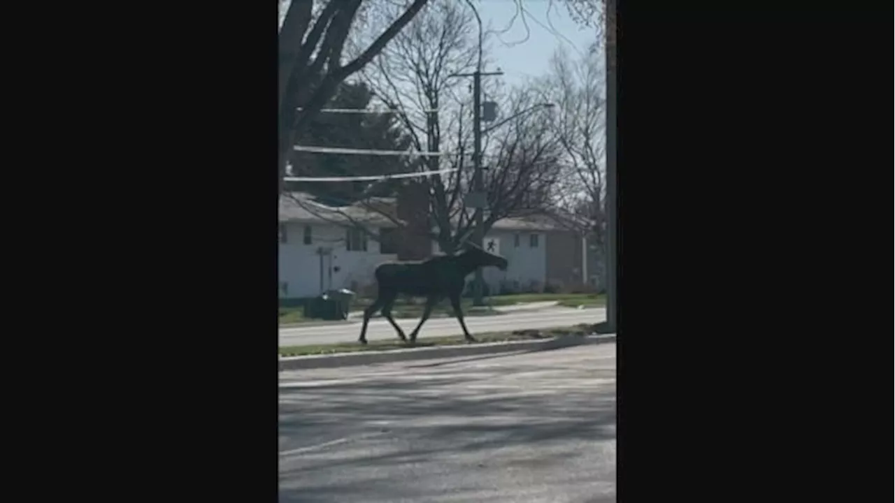 'Unbothered' moose takes stroll through Fredericton neighbourhood