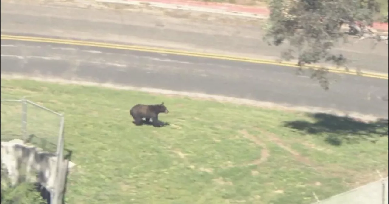 Authorities keep watch as bear takes refuge in Castaic Park tree