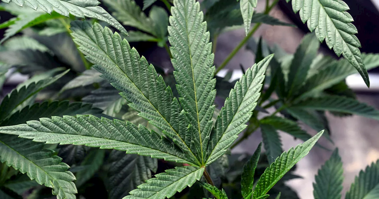 DEA will move to reclassify marijuana in a historic shift, AP sources say