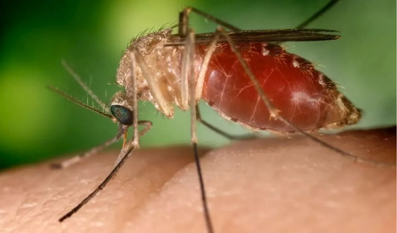 Rio de Janeiro registra dez casos por Febre Oropouche em nove dias