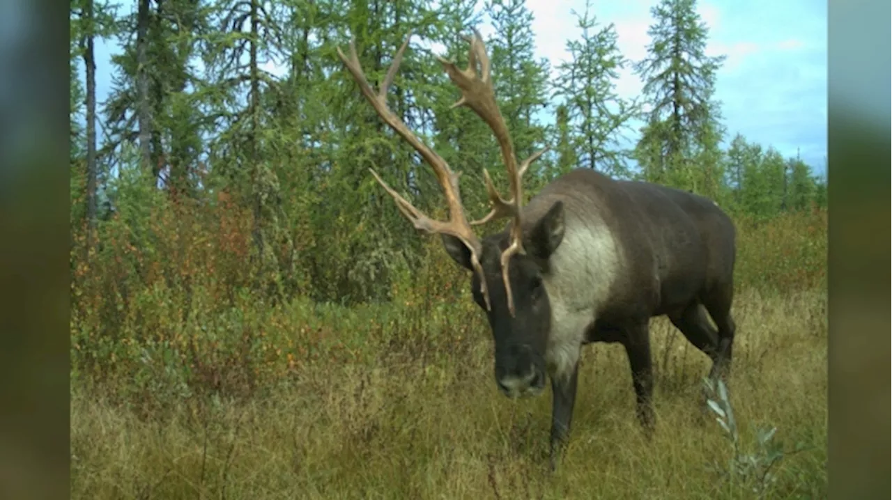 Climate change, not habitat loss, may be biggest threat to caribou herds: study